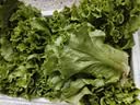 生吃意大利奶油生菜新鲜生菜即食沙拉蔬菜火锅烤肉整箱烧烤涮菜 地头现摘 鲜嫩脆甜【常温发货】 河南意大利生菜整箱5斤（净重4.6斤） 实拍图