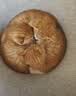 BOTH猫粮10斤 鸡肉乳鸽 猫粮全阶段 奶猫幼猫成猫 全价猫粮5kg 实拍图