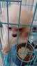 皇家狗粮 幼犬狗粮 幼犬奶糕宠物小型犬MIJ31全价犬粮2-10月800g 实拍图