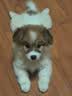皇家狗粮 幼犬狗粮 宠物 小型犬 MIJ31 全价犬粮 2-10月 2KG 实拍图
