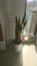 京东绿植【带盆种好】金边虎皮兰植物客厅卧室办公室观叶绿植盆栽源头直发 实拍图