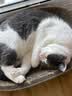 鲜朗低温烘焙猫粮无谷全阶段通用型鲜郎营养高蛋白鸡肉全价猫粮囤货装 烘焙猫粮2kg【单包装】 实拍图