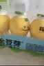 金豆芽儿童金银花柚子汁155ml*16瓶便携孩子饮料宝宝果汁西柚汁 实拍图