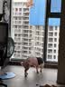 宠号狗狗绝育服母犬四脚衣手术服断奶衣服小中大型犬金毛柯基泰迪比熊 粉色（四季纯棉 绝育仅母犬可用） L 建议20-40斤 实拍图