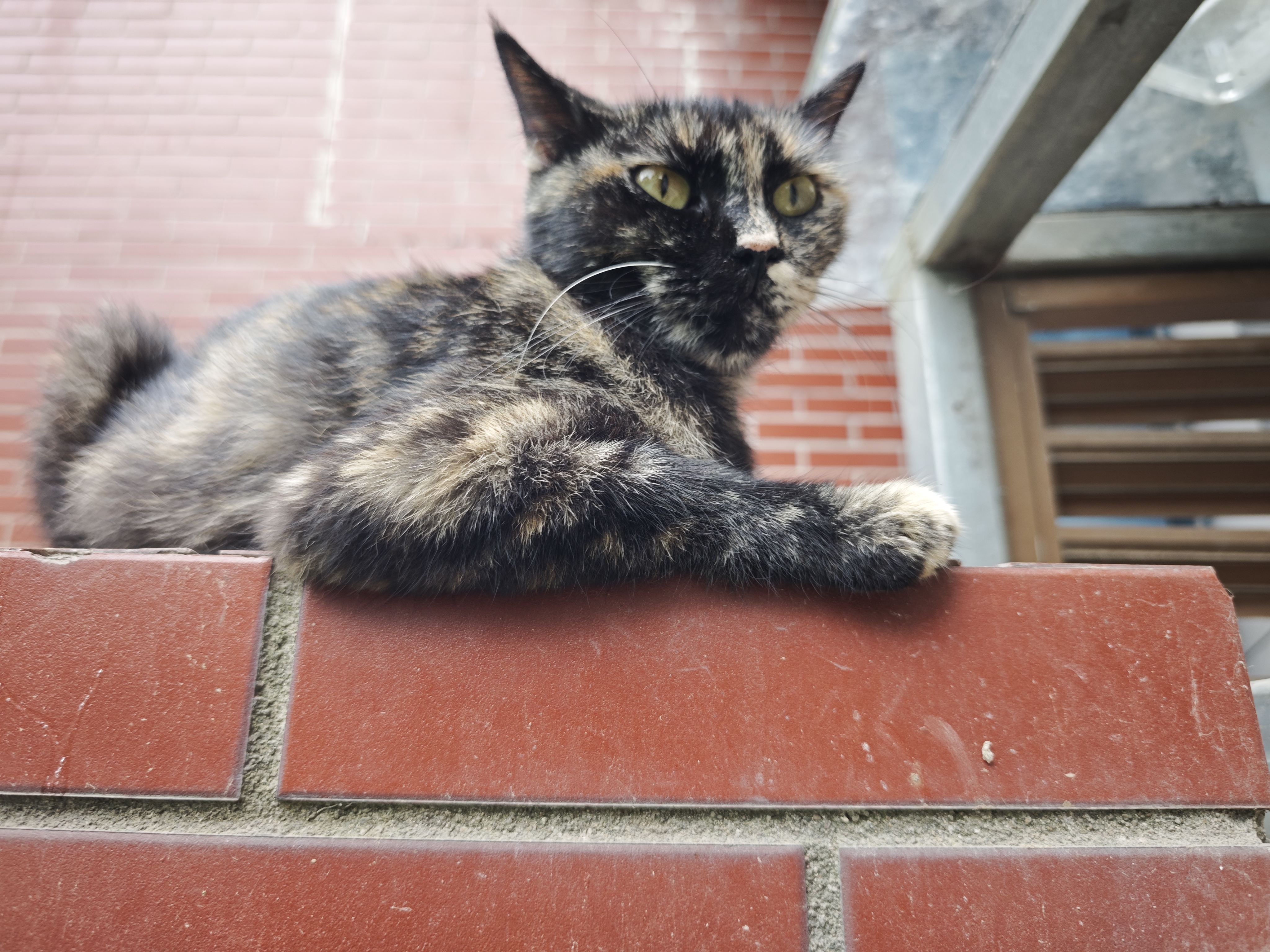 喵梵思流浪猫猫粮营养鸡肉通用全阶段宠物猫主粮爱心救助猫粮5kg 【海辰款】流浪猫猫粮10斤装 2个月及以上 实拍图