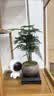 文竹盆栽绿植花卉盆景植物室内客厅水培文松云竹文竹大苗四季常青 小文竹【2棵更实惠】原土球发货 高度15-25cm 实拍图