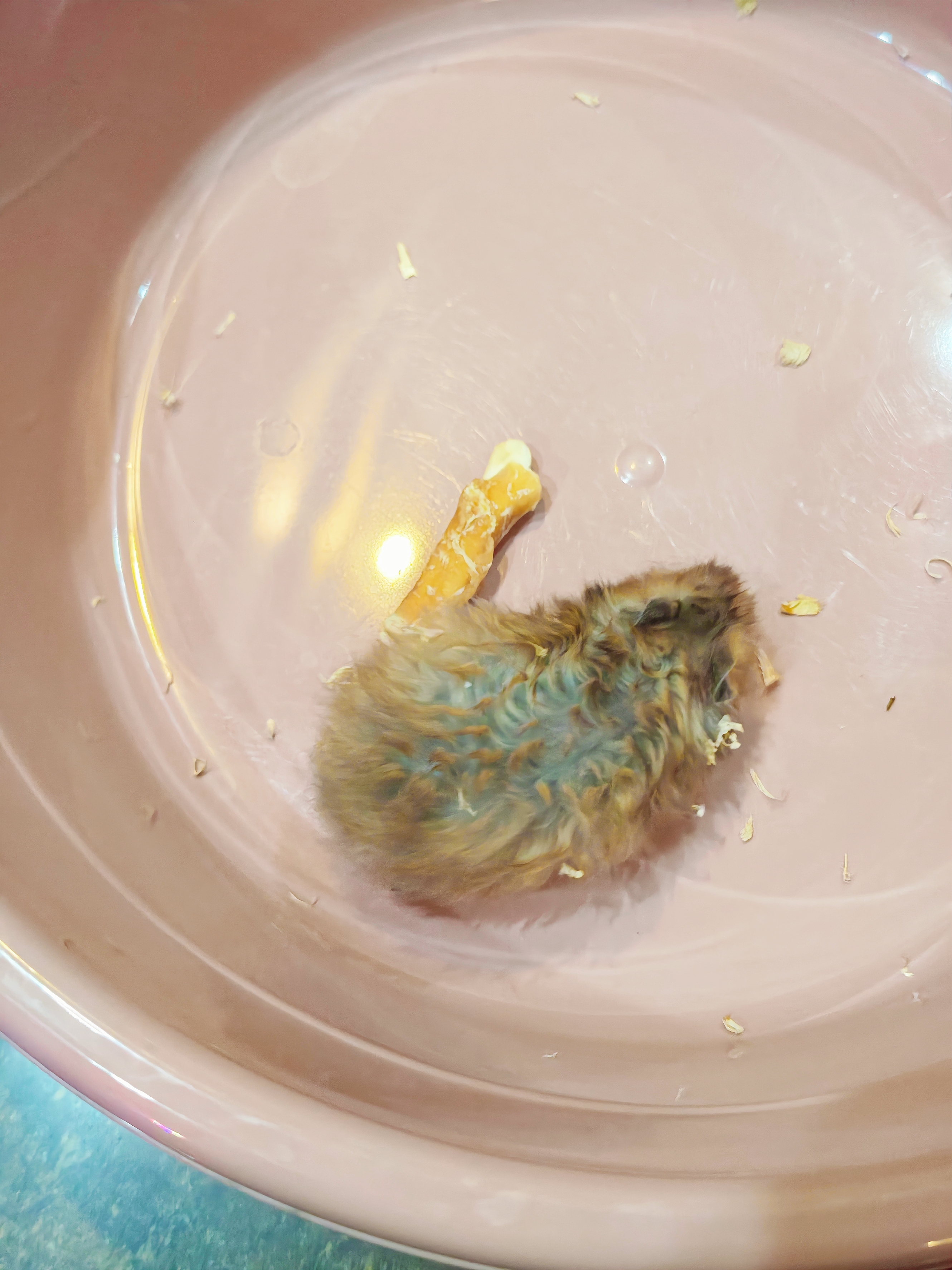 licheers仓鼠磨牙棒四拼肉绕钙奶骨零食金丝熊侏儒仓鼠磨牙专用营养粮食 实拍图