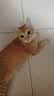 亿迪猫粮全价成猫幼猫冻干全阶段5斤布偶蓝猫英短橘猫通用小包装2.5kg 实拍图