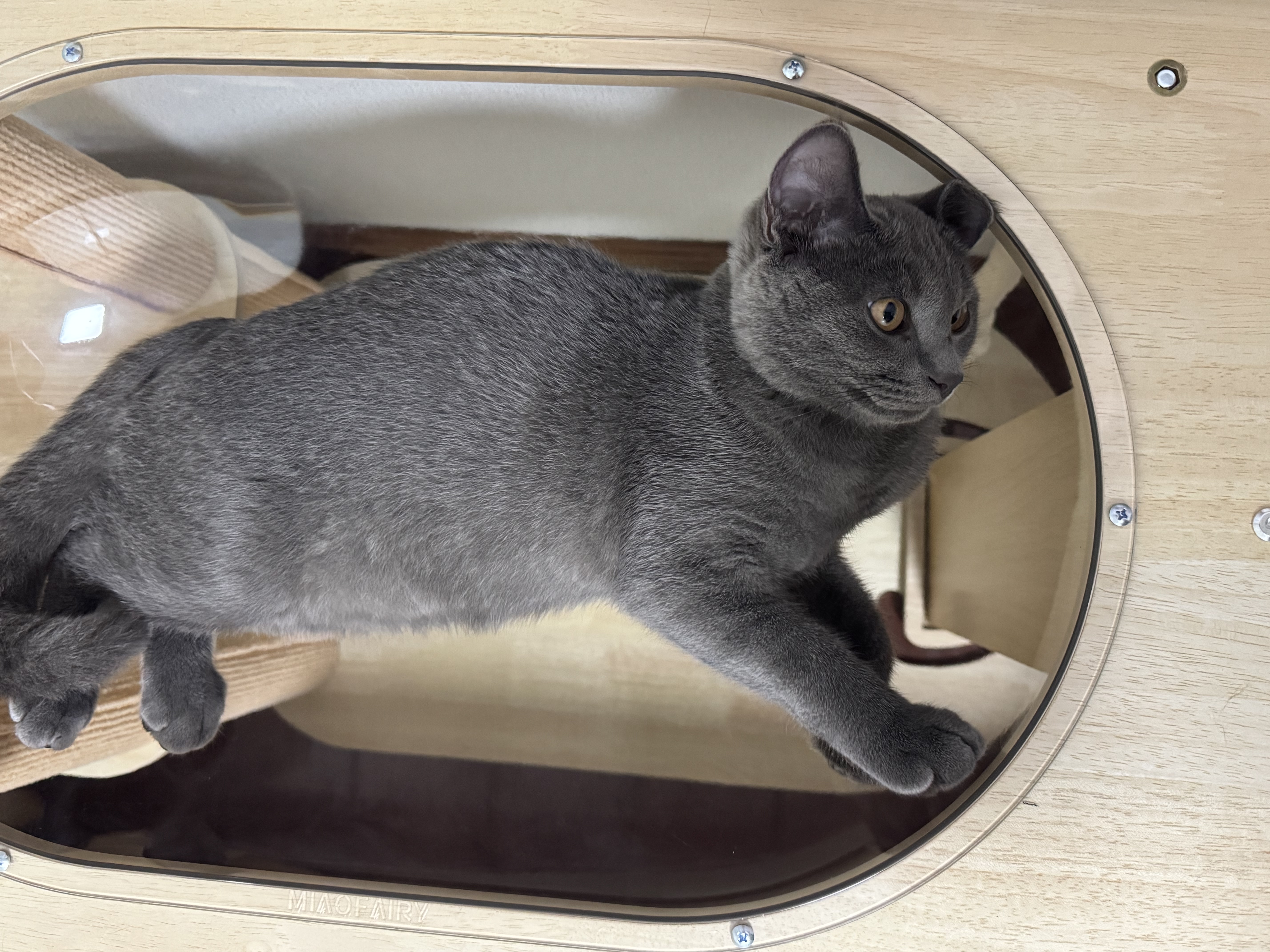 梵都宠舍猫爬架剑麻柱猫窝一体式猫别墅椭圆大号太空舱猫玩具 实拍图