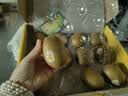 佳沛（zespri）新西兰金奇异果12粒特大果124-146g猕猴桃中秋节礼品送水果礼盒 实拍图