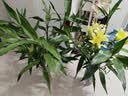花翁富贵竹水培绿植招财转运室内客厅水养花卉盆栽植物文昌竹源头直发 实拍图