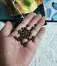 乐施昆虫蛋白狗粮无谷黄粉虫配方低敏泰迪比熊柯基法斗全价全期粮3斤 实拍图