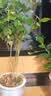 绿有意绿植盆栽多肉花卉盆栽植物室内桌面水培绿植办公室客厅植物懒人 3盆自选】植物和盆颜色请备注 实拍图