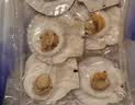 富海锦蒜蓉粉丝扇贝净重1.6斤 12只大号扇贝肉烧烤食材生鲜海鲜中秋聚餐 实拍图