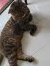 皇家猫粮 幼猫猫粮 幼猫奶糕 K36 通用粮 4-12月 2KG 实拍图