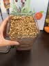 贡苑炒麦芽720g大麦茶熟麦芽炒谷芽儿童三星汤原料大颗粒五谷养生茶 实拍图