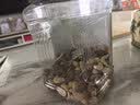 京东京造 X PLUS会员联名款低GI混合坚果1.1kg/罐 每日坚果开心果夏威夷果 实拍图