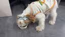 皇家狗粮 成犬狗粮 犬粮 宠物小型犬 PR27 全价犬粮≥10月8KG 实拍图