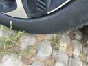 米其林（MICHELIN）汽车轮胎 215/55R17 94V 浩悦五代Primacy 5 适配迈腾帕萨特/天籁 实拍图