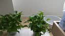 京东绿植绿萝盆栽除甲醛花卉绿植办公室新房净化空气180加仑4盆装源头直发 实拍图