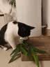 领先成猫尝鲜礼包主食级烘焙猫粮猫条餐盒汤包（新老款随机发货） 实拍图
