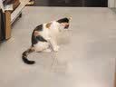 冠能猫粮幼猫猫粮3周-12月龄1.5kg 全价猫粮 添加牛初乳 增肥发腮 实拍图