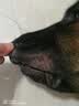 拜达尔宠物猫癣狗癣驱螨虫药真菌感染疥螨蠕形螨止痒杀菌硫软膏15g 实拍图