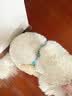 茨格曼狗绳牵引绳狗链子胸背带遛狗绳子中小型犬宠物用品 实拍图
