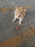 腆宠狗笼狗窝猫笼狗笼子中小型犬带厕所猫笼子大号家用室内狗围栏兔笼 实拍图
