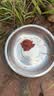 龙王恨鱼饵奶香鲫X5湖库野钓黑坑鲫鱼鲤鱼饵料奶香味钓鱼饵料 实拍图