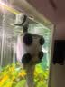 京业鱼缸过滤器JY-925款25W 增氧过滤泵鱼缸潜水泵 适合鱼缸100cm以上 实拍图