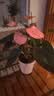 行湘水培植物粉掌盆栽植物红掌内面好养鲜花水养绿植花卉 源头直发 实拍图