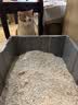 pidan猫砂 超细豆腐膨润土混合猫砂6.18KG*3包 整箱装皮蛋猫砂自营 实拍图
