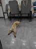 好主人 全价幼犬粮狗干粮泰迪金毛拉布拉多柯基阿拉斯加全犬种通用2.5kg 实拍图
