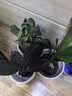 【限时秒杀】小叶赤楠盆景植物办公花卉基地直销批发绿植盆栽室内 赤楠+绿色裂纹盆+苔藓+圆底座 实拍图