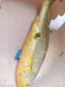 三都港 冷冻黄花鱼700g/2条装 大黄鱼深海鱼 生鲜鱼类 海鲜水产中秋礼品 实拍图