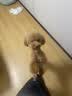 皇家狗粮 幼犬狗粮 犬粮 通用犬型 A3 通用粮 2-12月 3KG 实拍图