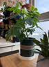 九千谷花盆加仑盆塑料花盆家用园艺种植小花盆带托盘14*14cm 2个装5051 实拍图