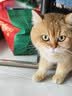 麦富迪猫粮 barf霸弗天然猫粮冻干生骨肉成猫粮养胃增肌鸡肉5.4kg 实拍图