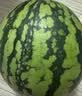 京鲜生 无籽麒麟瓜西瓜 1粒装 净重5-7斤 生鲜水果源头直发包邮 实拍图