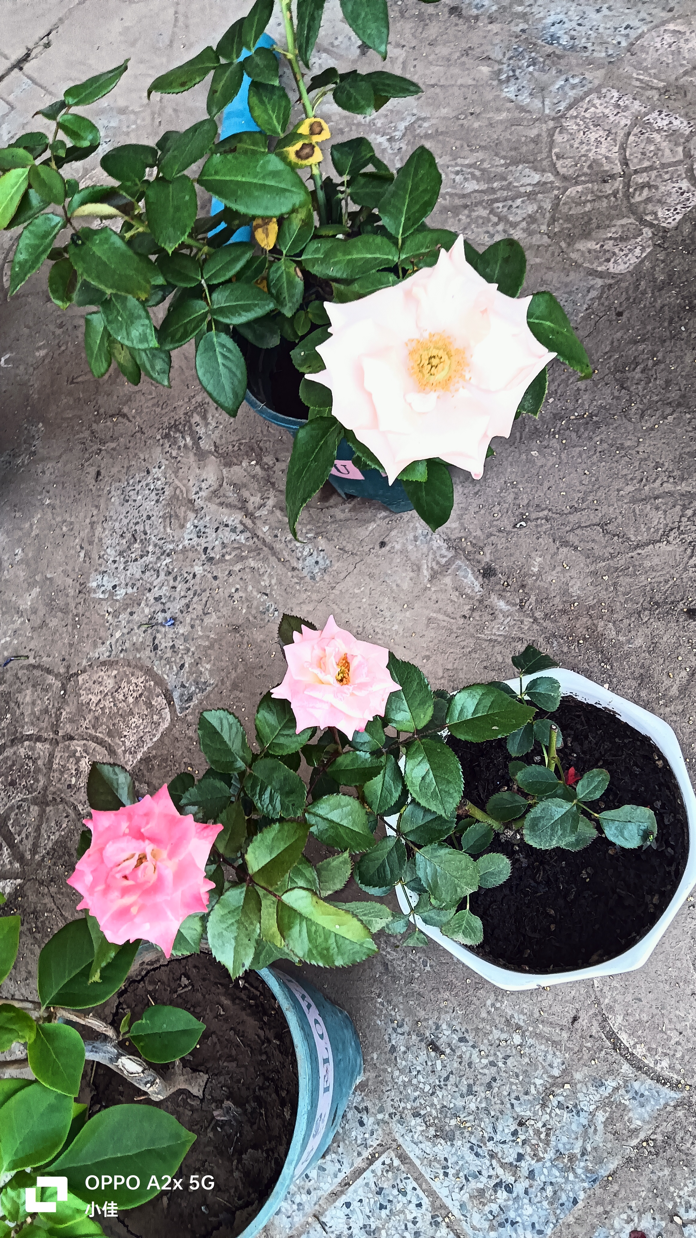 玫瑰花苗老桩绿植物盆栽月季蔷薇老根室内外阳台庭院特大花卉四季 26黑巴克（老桩苗四季开花） 实拍图