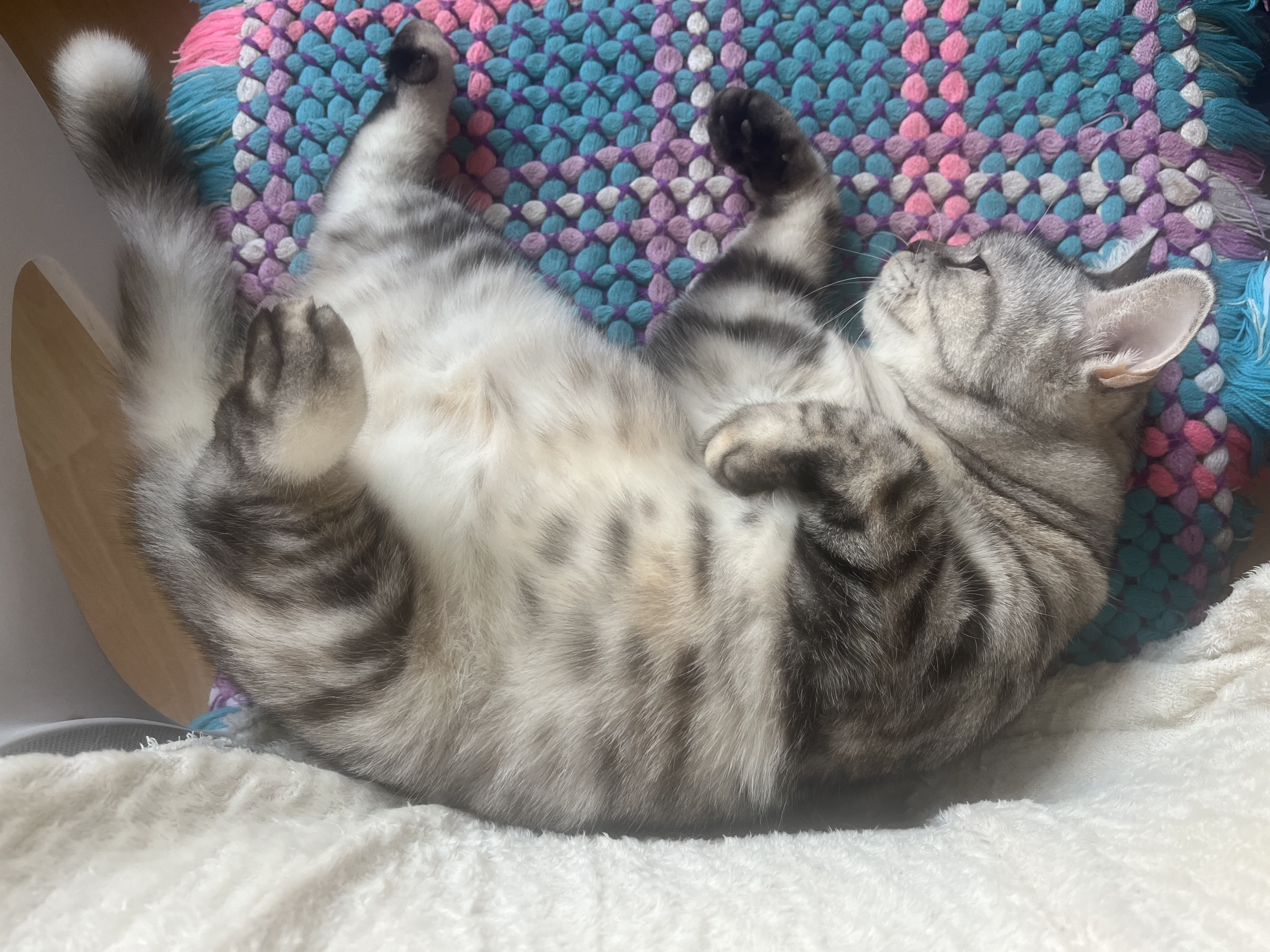 麦富迪猫粮 超肉粒冻干双拼成猫粮美毛护肠三文鱼10kg/20斤【宠物金选】 实拍图