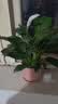 年宵花【热销款】白掌一帆风顺盆栽水培植物绿植过年装饰摆件年货 特级白掌10-12株带花【基地原盆原土】 实拍图