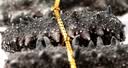 獐子岛 大连淡干海参100g 31-40头 底播辽刺参海鲜水产南北干货送礼礼盒 实拍图
