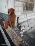 LEGENDSANDY蓝氏狗粮金毛全犬种成犬幼犬多肉蔬菜30kg【囤货装】 实拍图