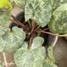 仙客来盆栽带花特大号兔子花卉植物室内重瓣蝴蝶兰四季开花好养苗 【5盆特惠】随机不同品种 仙客来5盆 实拍图