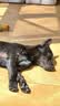 京东京造狗粮中大型犬成犬幼犬鲜肉全价狗粮10kg/20斤边牧金毛拉布拉多 实拍图