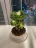 花翁室内客厅多肉绿植物花卉盆栽玉锦金钱木老桩（白莲花盆）源头直发 实拍图