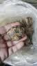 京鲜生广西荔浦马蹄 2.4斤装  广西特产 精美礼盒 脆甜可口 新鲜荸荠 实拍图