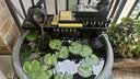 憨憨乐园鱼缸滤材硝化细菌屋鱼池水族箱底滤陶瓷石英纳米净水滤材小号15根 实拍图